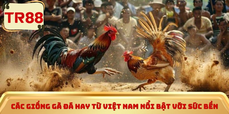 Các giống gà đá hay từ Việt Nam nổi bật với sức bền
