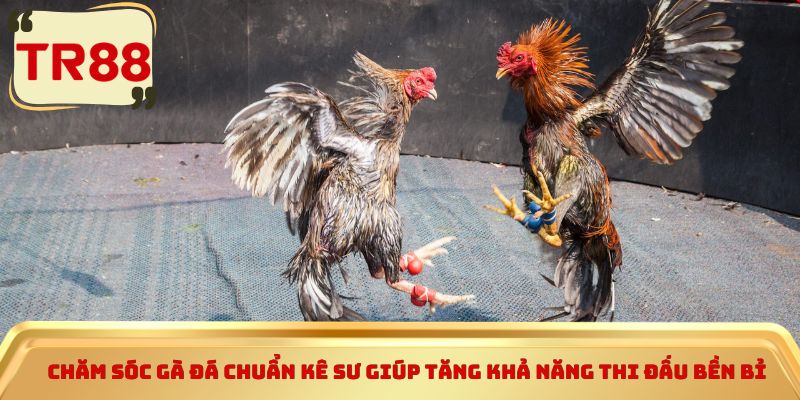 Chăm sóc gà đá chuẩn kê sư giúp tăng khả năng thi đấu bền bỉ