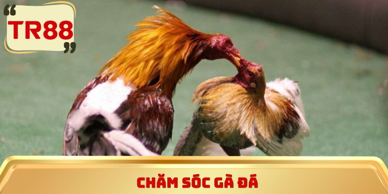 chăm sóc gà đá