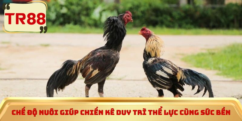 Chế độ nuôi giúp chiến kê duy trì thể lực cùng sức bền