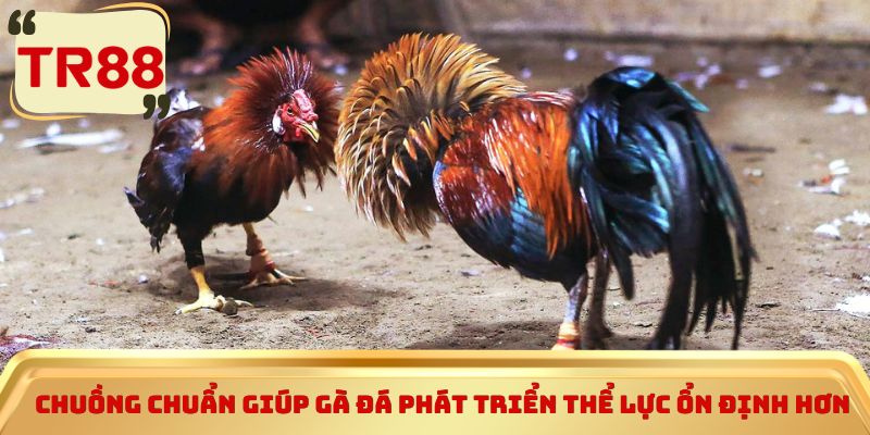Chuồng chuẩn giúp gà đá phát triển thể lực ổn định hơn