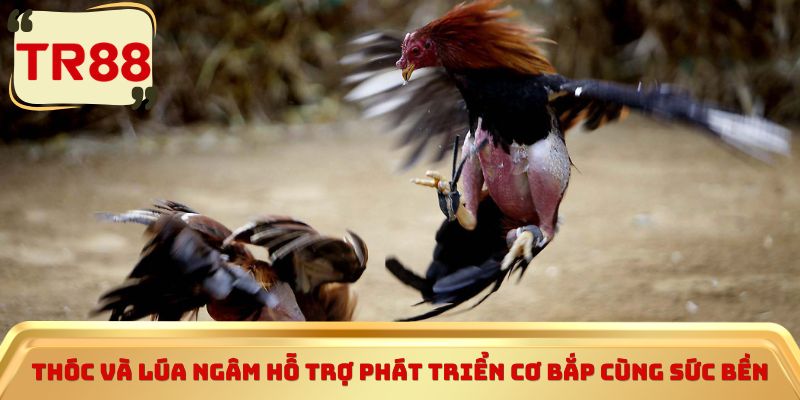 Thóc và lúa ngâm hỗ trợ phát triển cơ bắp cùng sức bền